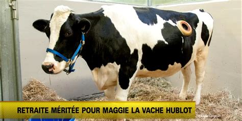 maggie la vache hublot.